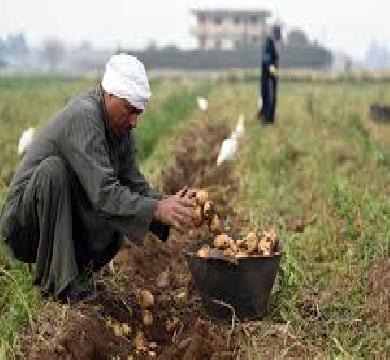 قطاع الصناعات الغذائية في مصر يحقق اداء قياسي جيد ونمو في الصادرات بنسبه 11 %